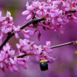 bees