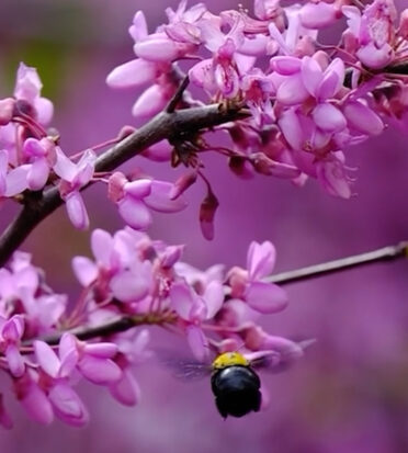 bees