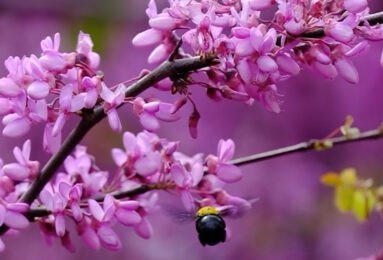 bees