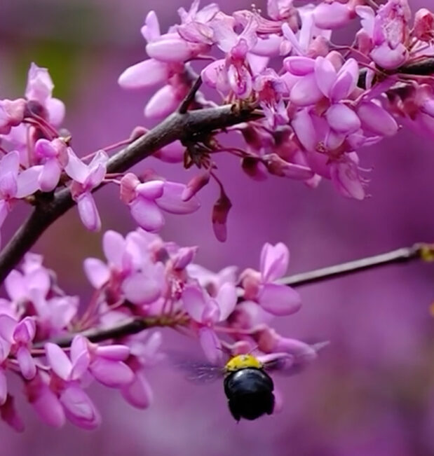 bees
