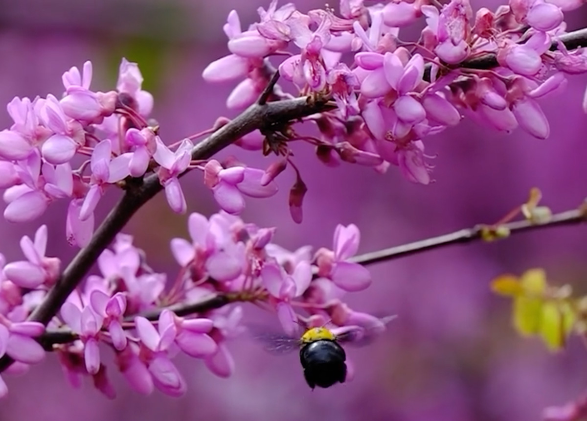 bees